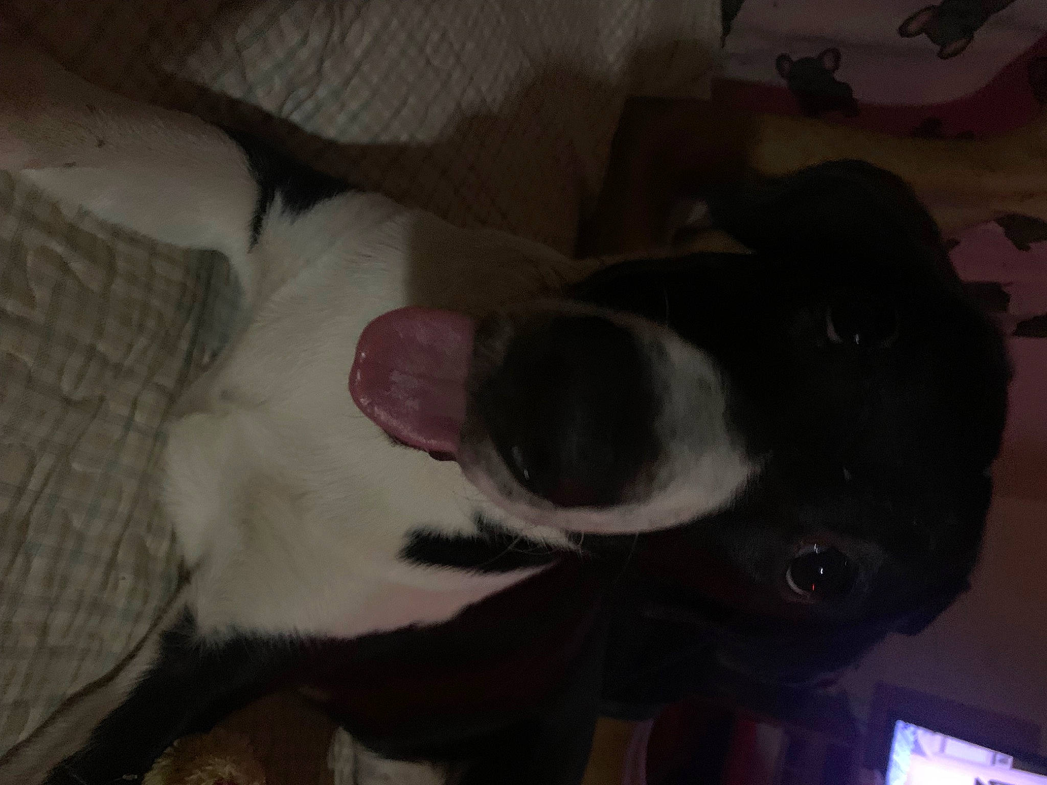 Bear joined the competition — help win amazing prizes! canidae, carnivore, comfort, companion_dog, dog, dog_breed, ear, fawn, fur, non_sporting_group, snout, sporting_group, tail, whiskers