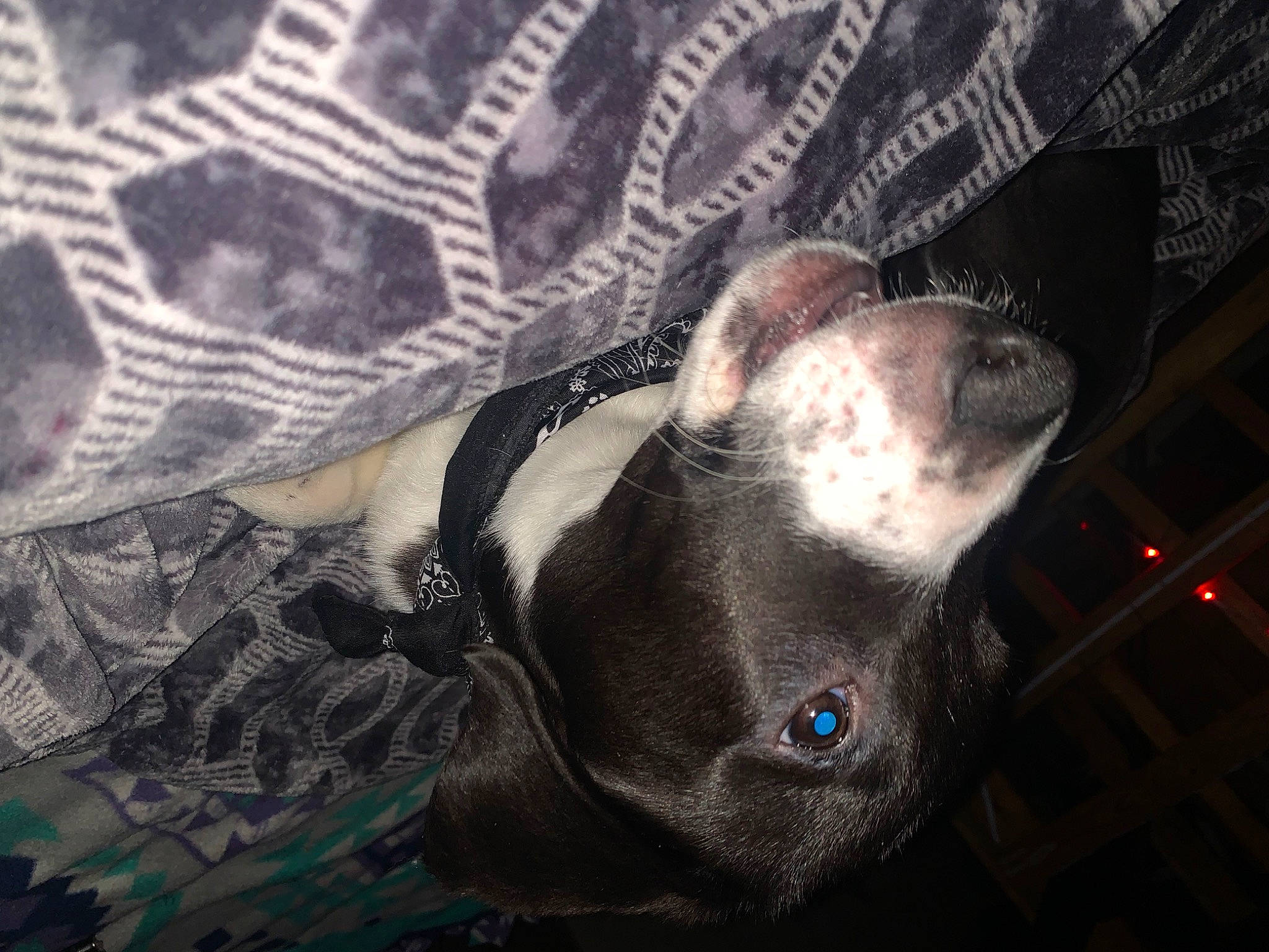 Bear joined the competition — help win amazing prizes! canidae, carnivore, comfort, companion_dog, dog, dog_breed, ear, fawn, flesh, fur, grey, guard_dog, linens, non_sporting_group, pattern, sleeve, snout, sporting_group, whiskers, working_animal