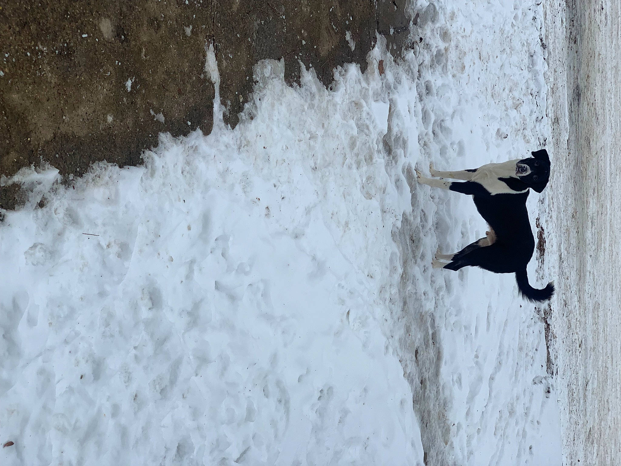 Bear joined the competition — help win amazing prizes! adventure, extreme_sport, freezing, frost, ocean, recreation, reflection, seabird, shadow, slope, snow, sports, tree, water, wave, wind_wave, winter