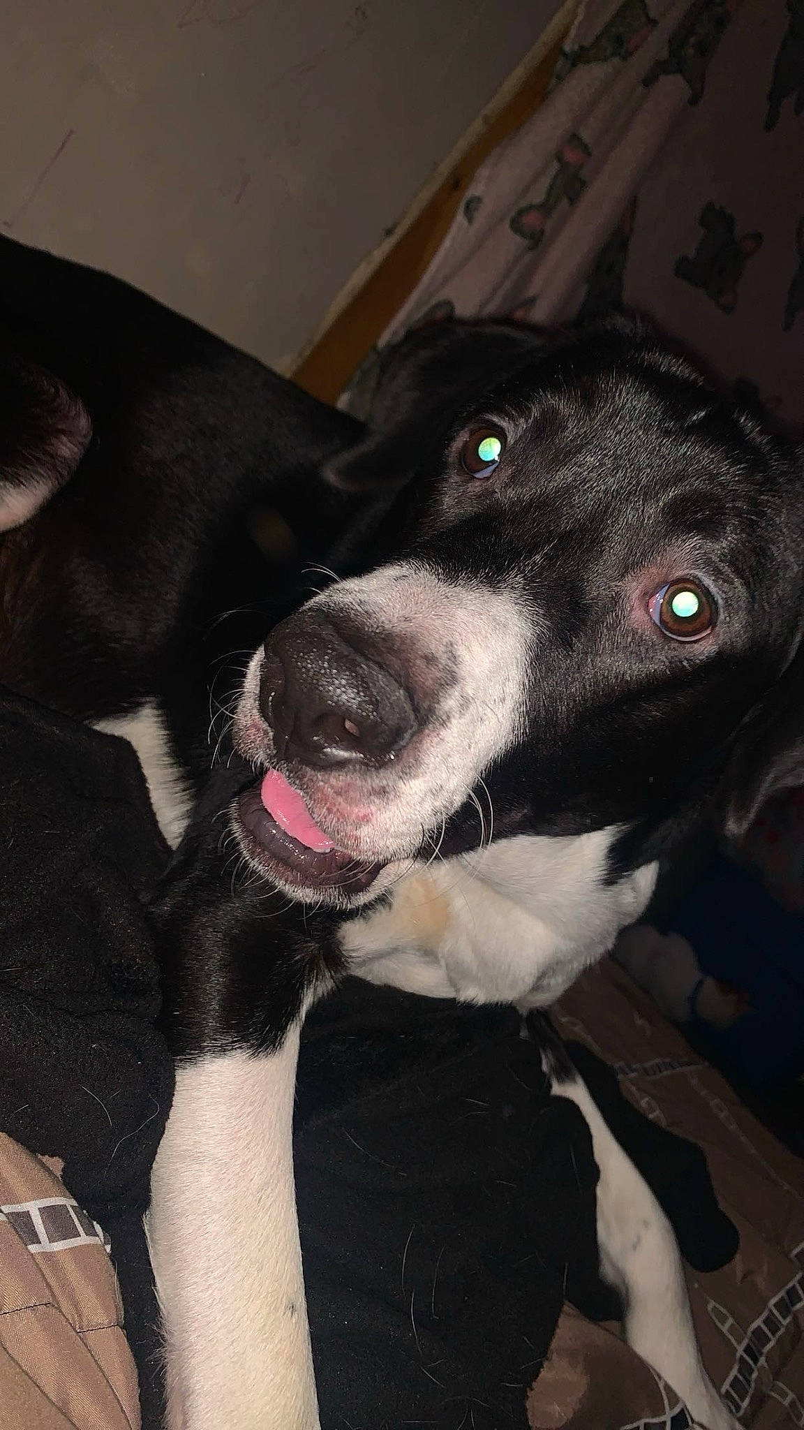 Bear is registered to the contest to win money with this photo: borador, canidae, carnivore, collar, companion_dog, dog, dog_breed, dog_collar, fur, non_sporting_group, sporting_group, whiskers, working_animal, working_dog