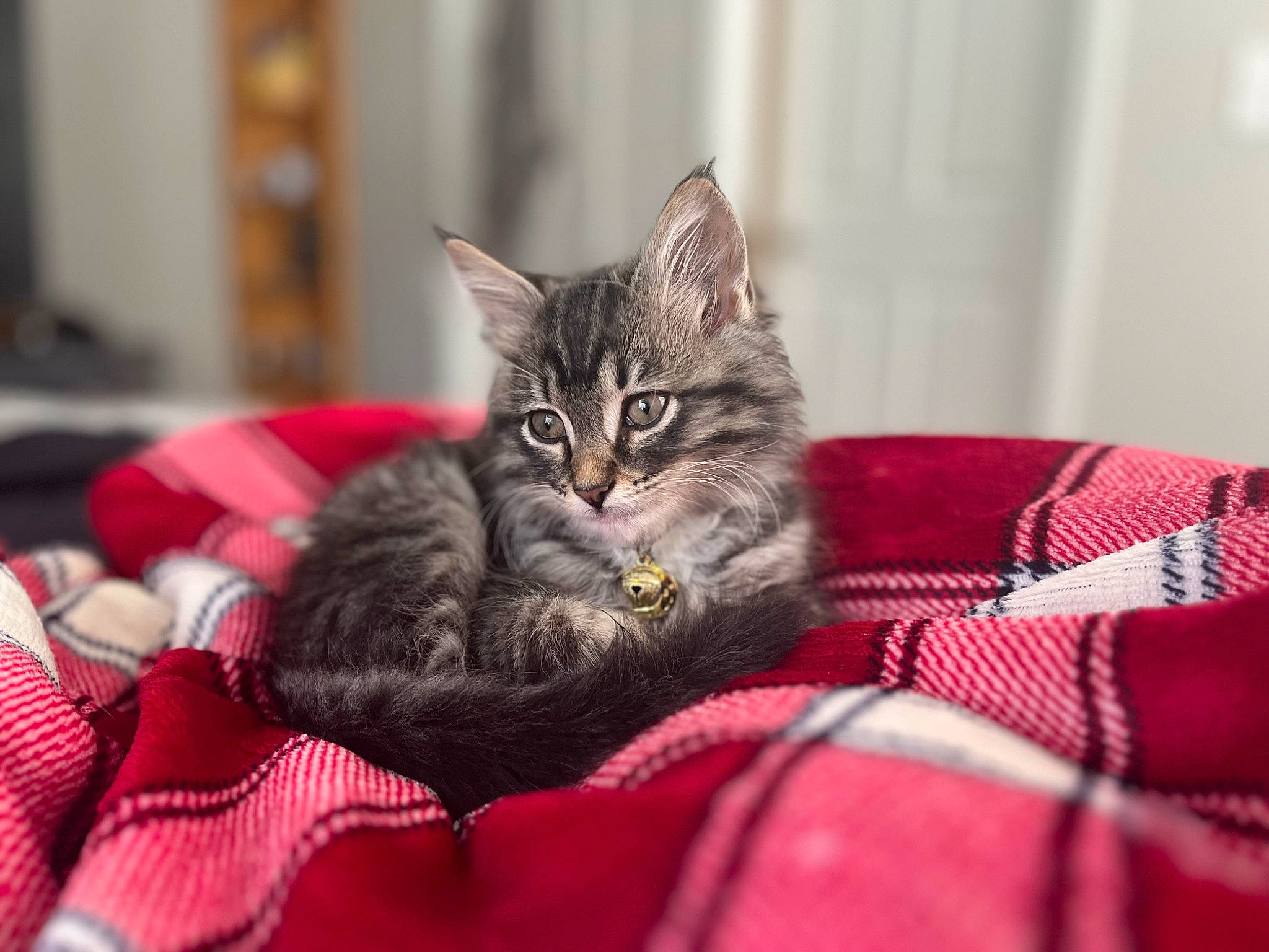 Karma joined the competition — help win amazing prizes! carnivore, cat, claw, comfort, domestic_short_haired_cat, felidae, fur, linens, pattern, paw, plaid, plant, room, sitting, small_to_medium_sized_cats, tartan, whiskers