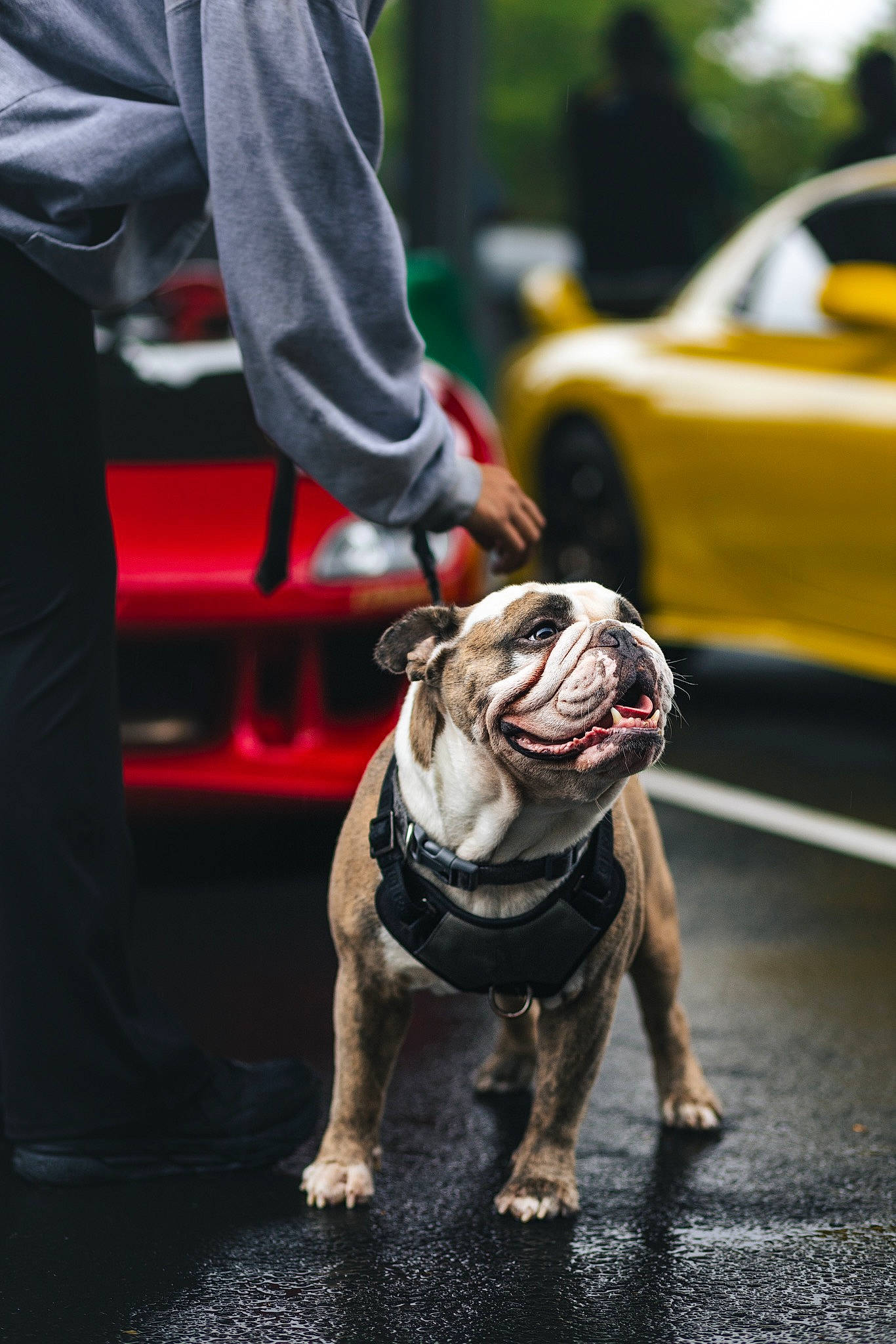 Cash is registered to the contest to win money with this photo: bulldog, car, carnivore, companion_dog, dog, dog_breed, dog_collar, fawn, human_leg, leash, road, road_surface, sidewalk, snout, street, tire, toy_dog, working_animal, wrinkle, yellow