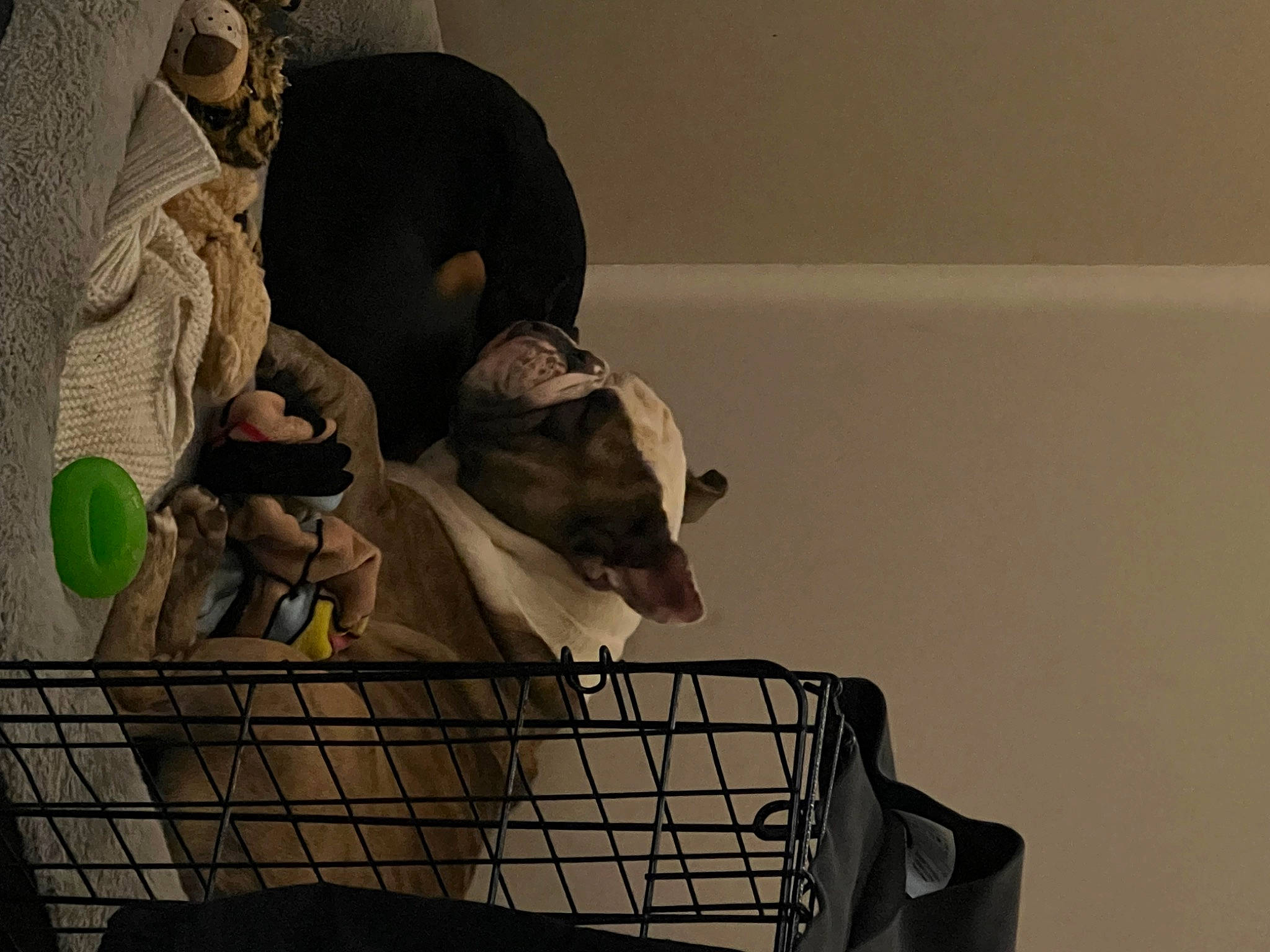 Cash joined the competition — help win amazing prizes! canidae, carnivore, comfort, companion_dog, dog, dog_breed, dog_supply, flooring, fur, monochrome_photography, non_sporting_group, pet_supply, rat, room, small_to_medium_sized_cats, snout, sporting_group, tail, whiskers, working_animal