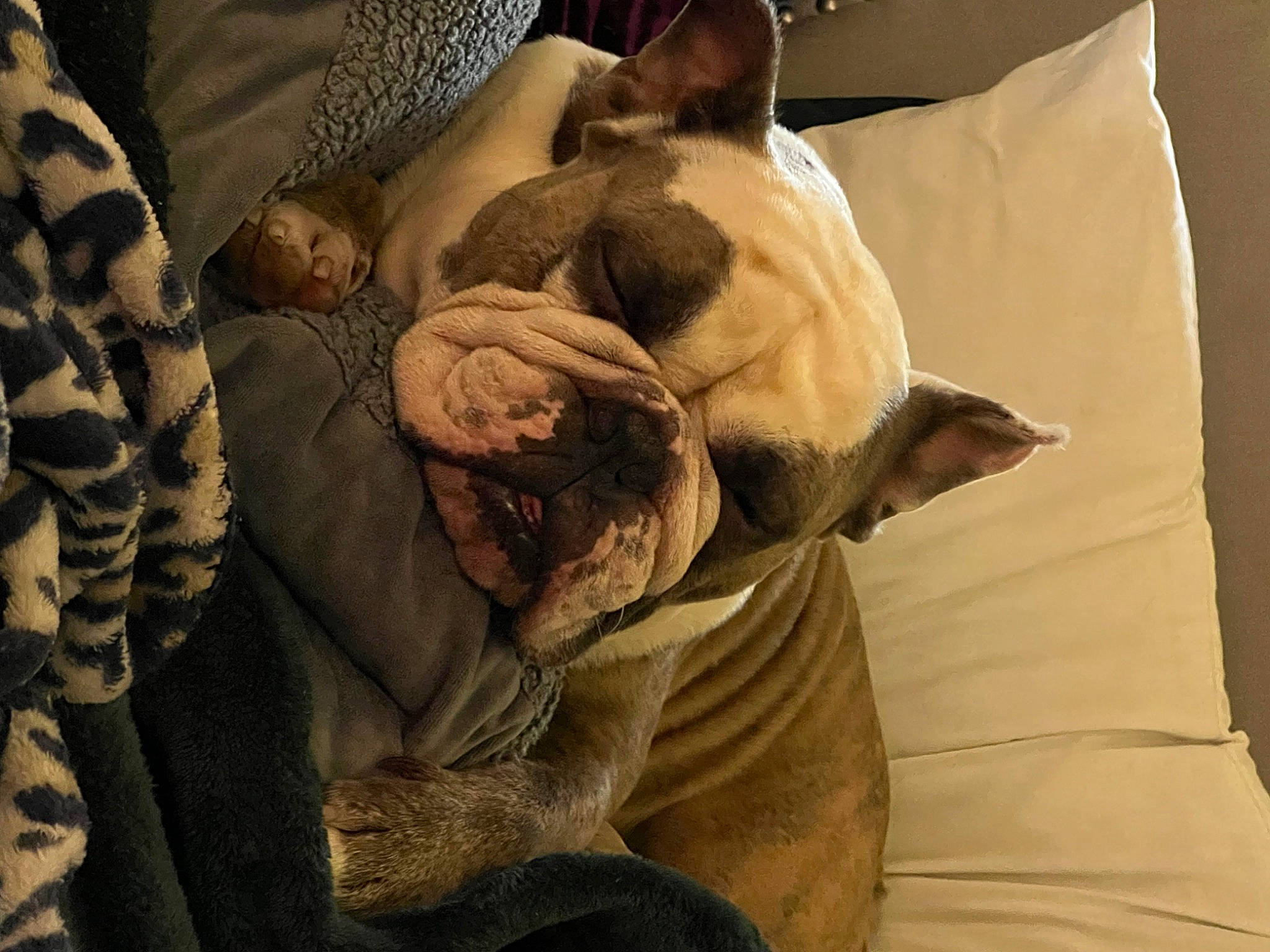 Cash joined the competition — help win amazing prizes! bedding, bulldog, carnivore, comfort, companion_dog, dog, dog_breed, fawn, felidae, fur, grey, linens, pillow, small_to_medium_sized_cats, sporting_group, toy_dog, whiskers, wood, working_animal, wrinkle