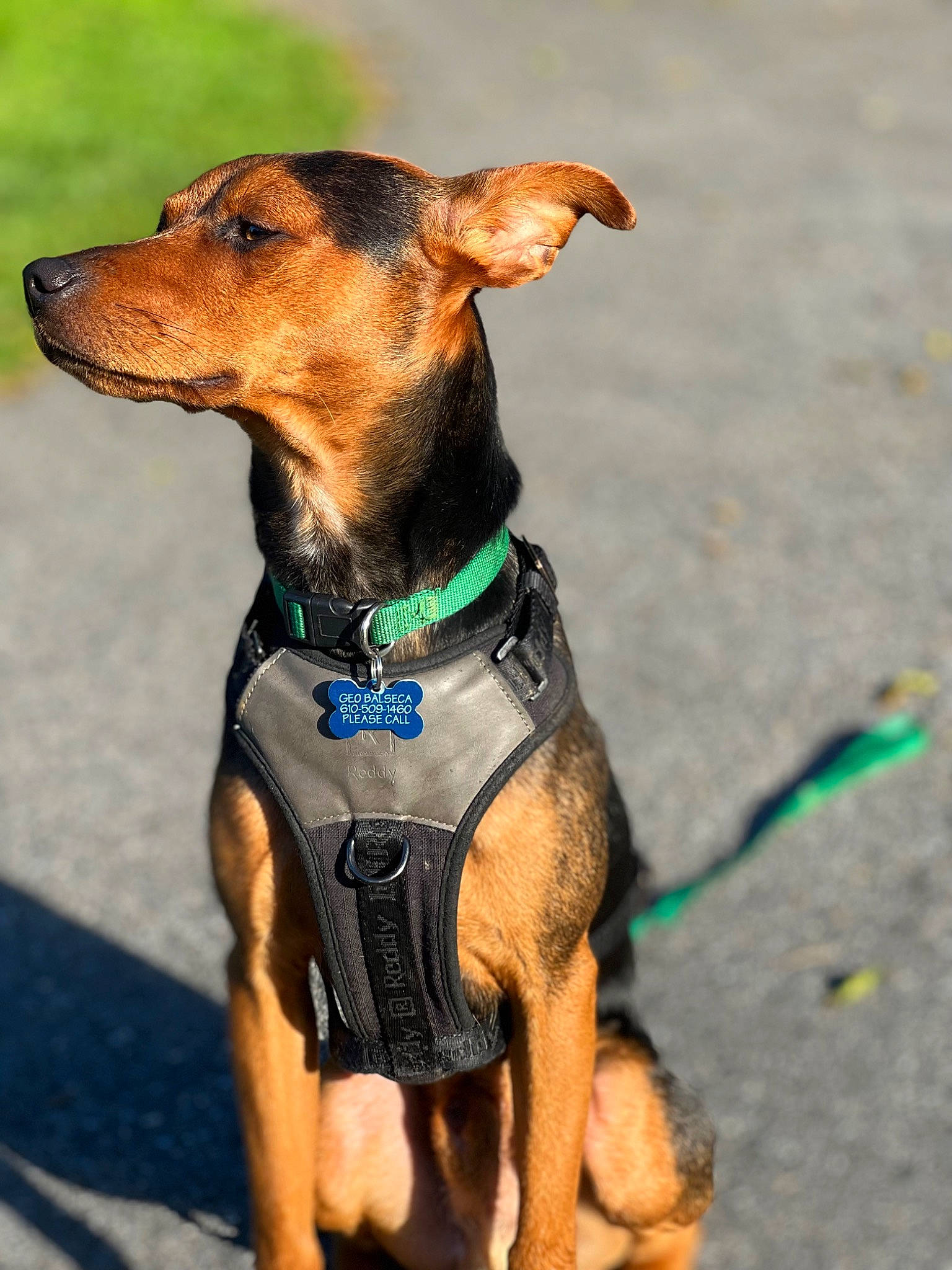 Maverick joined the competition — help win amazing prizes! canidae, carnivore, collar, companion_dog, dog, dog_breed, dog_clothes, dog_collar, dog_supply, fashion_accessory, fawn, hunting_dog, leash, liver, pet_supply, snout, sporting_group, terrestrial_animal, working_animal, working_dog