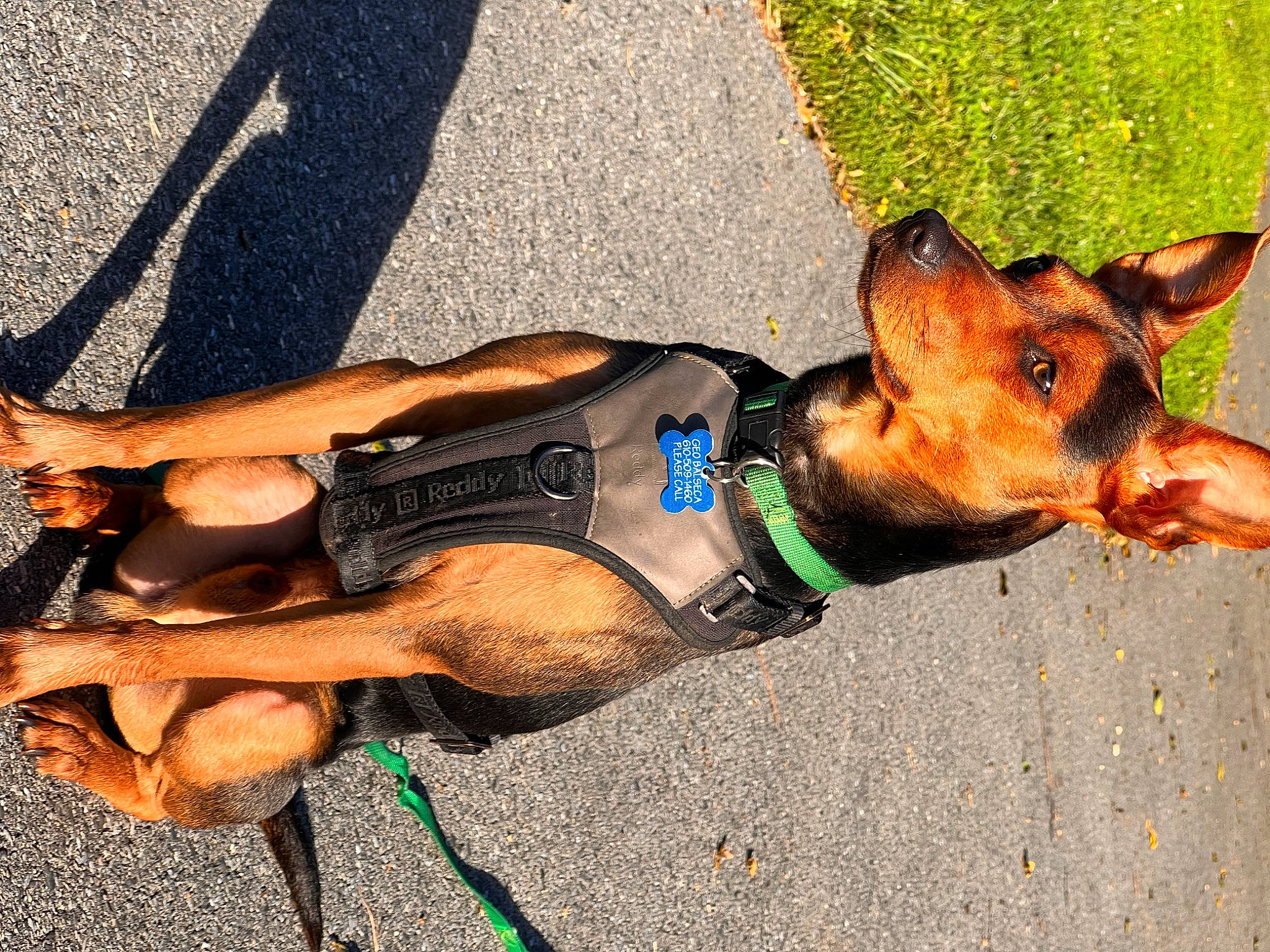 Maverick is registered to the contest to win money with this photo: asphalt, carnivore, collar, companion_dog, dog, dog_breed, dog_clothes, dog_collar, dog_supply, fashion_accessory, fawn, grass, human_leg, leash, pet_supply, road_surface, snout, tail, thigh, working_animal