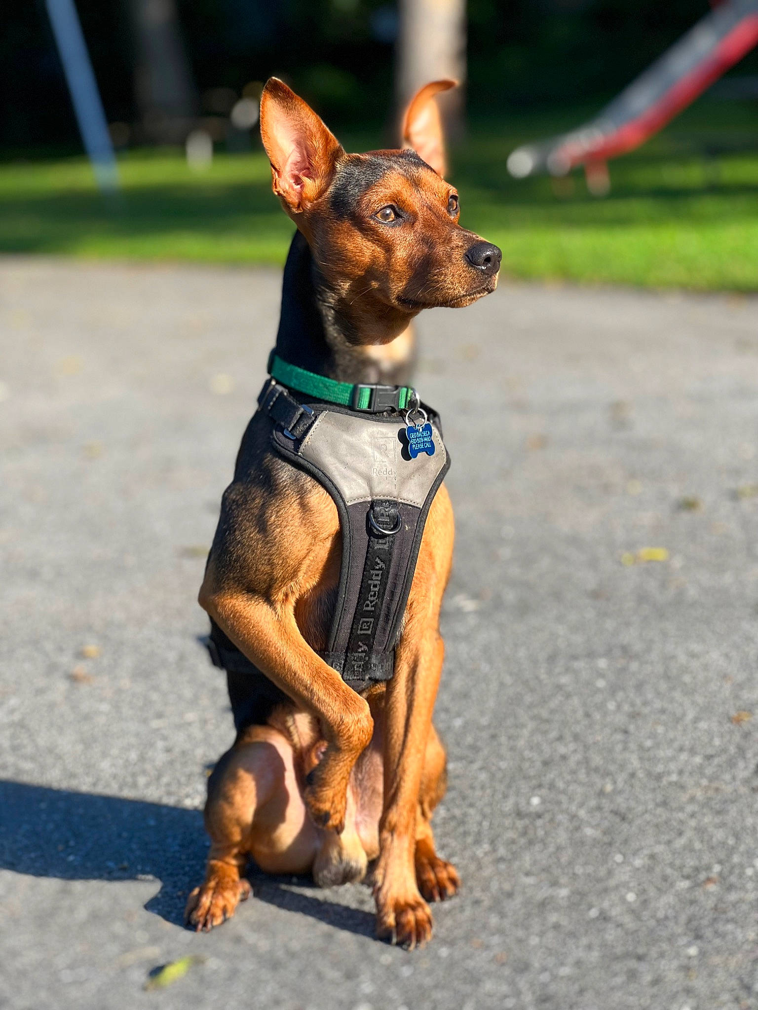 Maverick joined the competition — help win amazing prizes! canidae, carnivore, collar, companion_dog, dog, dog_breed, dog_clothes, dog_collar, dog_supply, fawn, liver, paw, pet_supply, prazsky_krysarik, road_surface, snout, sporting_group, toy_dog, working_animal, working_dog
