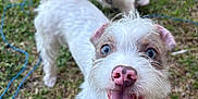 Blue joined the competition — help win amazing prizes! dog, puppy, grass, outdoor, playful, tongue_out, happy, pet, animal, canine, fur, blue_eyes, collar, nature, mammal, friendship, cute, energetic, tongue, smiling