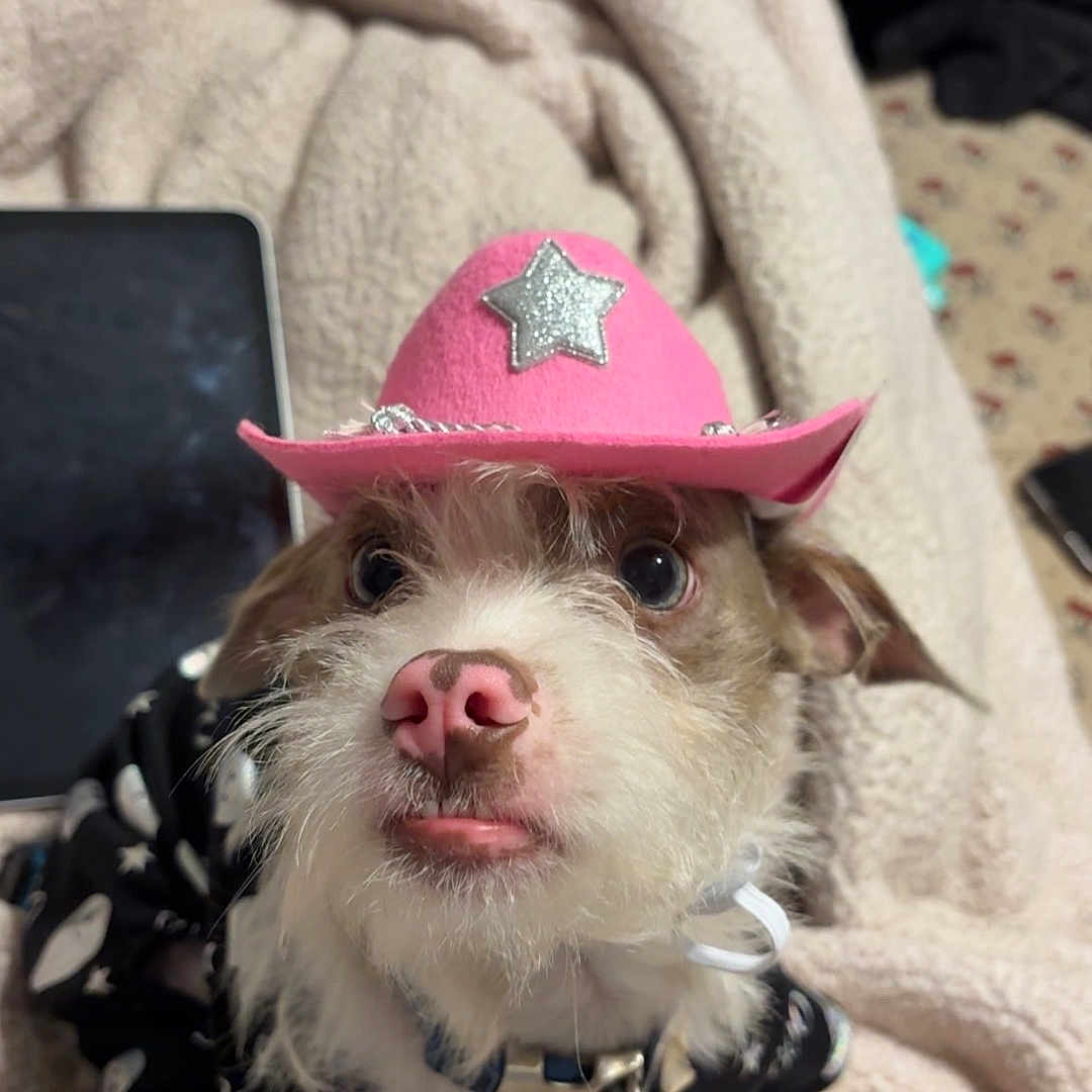 Blue joined the competition — help win amazing prizes! animal, black_clothing, blanket, collar, costume, cowboy_hat, cozy, cute, dog, ears, face, fur, ghost_pattern, hat, indoors, nose, pet, pink_hat, small_dog, whiskers
