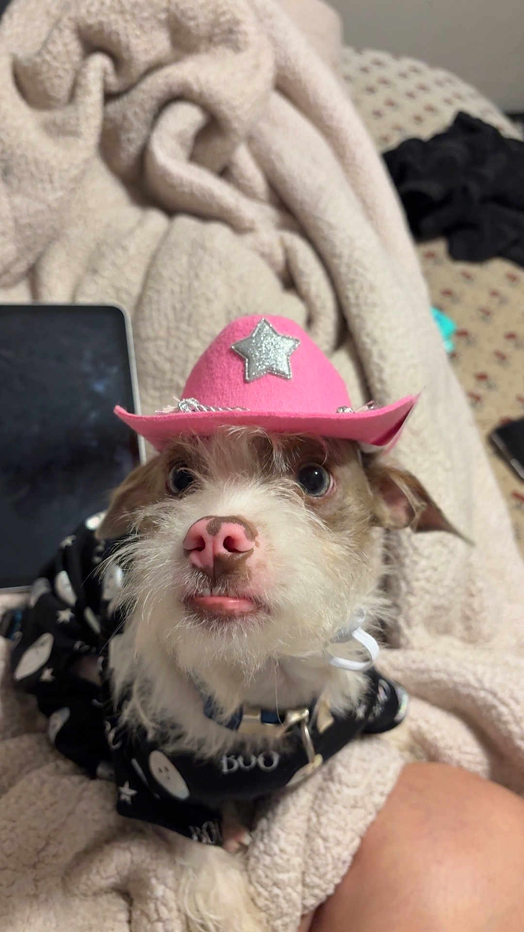 Blue joined the competition — help win amazing prizes! dog, pet, hat, pink_hat, cowboy_hat, costume, blanket, fur, animal, cute, indoors, black_clothing, ghost_pattern, nose, face, whiskers, ears, collar, small_dog, cozy