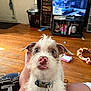 Blue is registered to the contest to win money with this photo: dog, pet, indoor, living_room, wooden_floor, television, video_game, person, lap, collar, toy, rope_toy, furniture, casual, cute, looking_up, pink_nose, fur, ears, expression