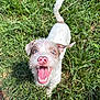 dog, white_dog, pink_nose, happy, excited, grass, outdoor, sunny, pet, canine, tongue_out, animal, fur, nature, playful, small_dog, ears, tail, close_up, expression