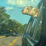 Blue joined the competition — help win amazing prizes! dog, car, road, trees, sky, clouds, window, side_mirror, sunlight, outdoor, nature, travel, pets, happy, relaxed, vehicle, daytime, transportation, two_dogs, greenery