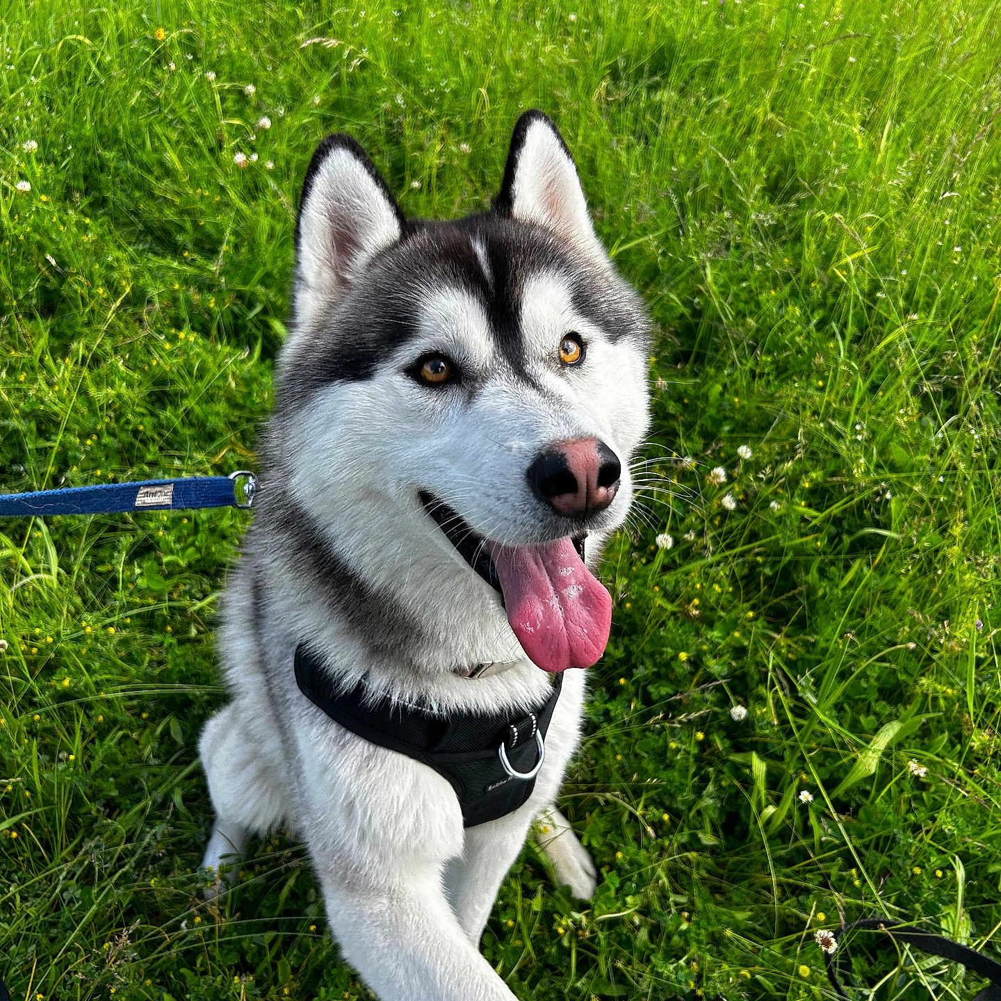 Cookie a rejoint le concours — aidez-le/la à gagner de superbes lots ! accessories, animal, bodypart, canine, dog, eskimodog, field, grass, grassland, husky, leash, mouth, nature, outdoors, person, pet, plant, puppy, strap, tongue