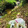 Vinny a rejoint le concours — aidez-le/la à gagner de superbes lots ! animal, collar, creek, dog, forest, greenery, leash, leaves, lying_down, moss, nature, outdoor, puppy, relaxing, shade, sunlight, trees, water, white_dog, woodland