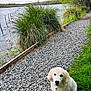 animal, clouds, cute, dog, golden_retriever, grass, gravel_path, greenery, lake, leash, nature, outdoor, overcast_sky, pet, puppy, scenic, sitting, trees, walk, water
