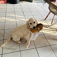 Vinny a rejoint le concours — aidez-le/la à gagner de superbes lots ! animal, cute, dog, domestic_animal, floor, furniture, golden_retriever, household, indoor, lion_toy, living_room, looking_up, pet, plush_toy, puppy, shadow, sitting, sunlight, tile_floor, toy