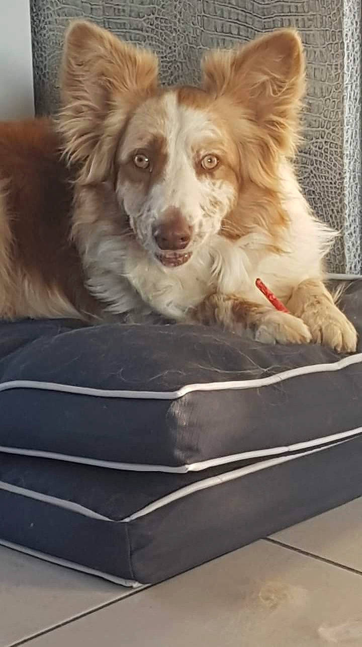 Newen participe au concours pour gagner de l'argent avec cette photo : australian_shepherd, border_collie, canidae, carnivore, companion_dog, dog, dog_breed, mammal, small_greek_domestic_dog, sporting_group, working_dog