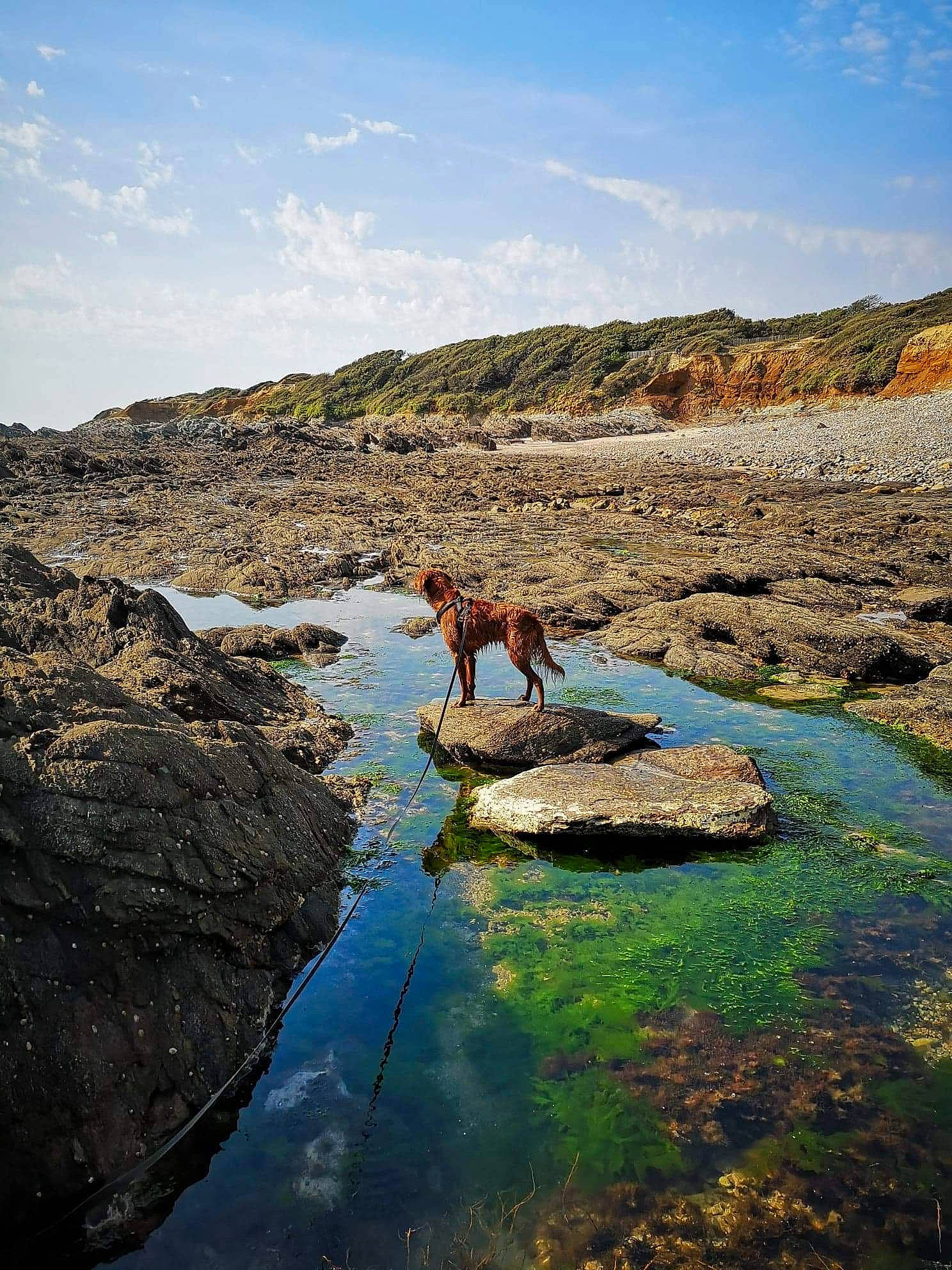 Nayko a rejoint le concours — aidez-le/la à gagner de superbes lots ! bank, bay, body_of_water, canidae, coast, inlet, lake, mountain, ocean, reflection, river, rock, sea, sky, stream, tide_pool, vacation, water, water_resources, watercourse