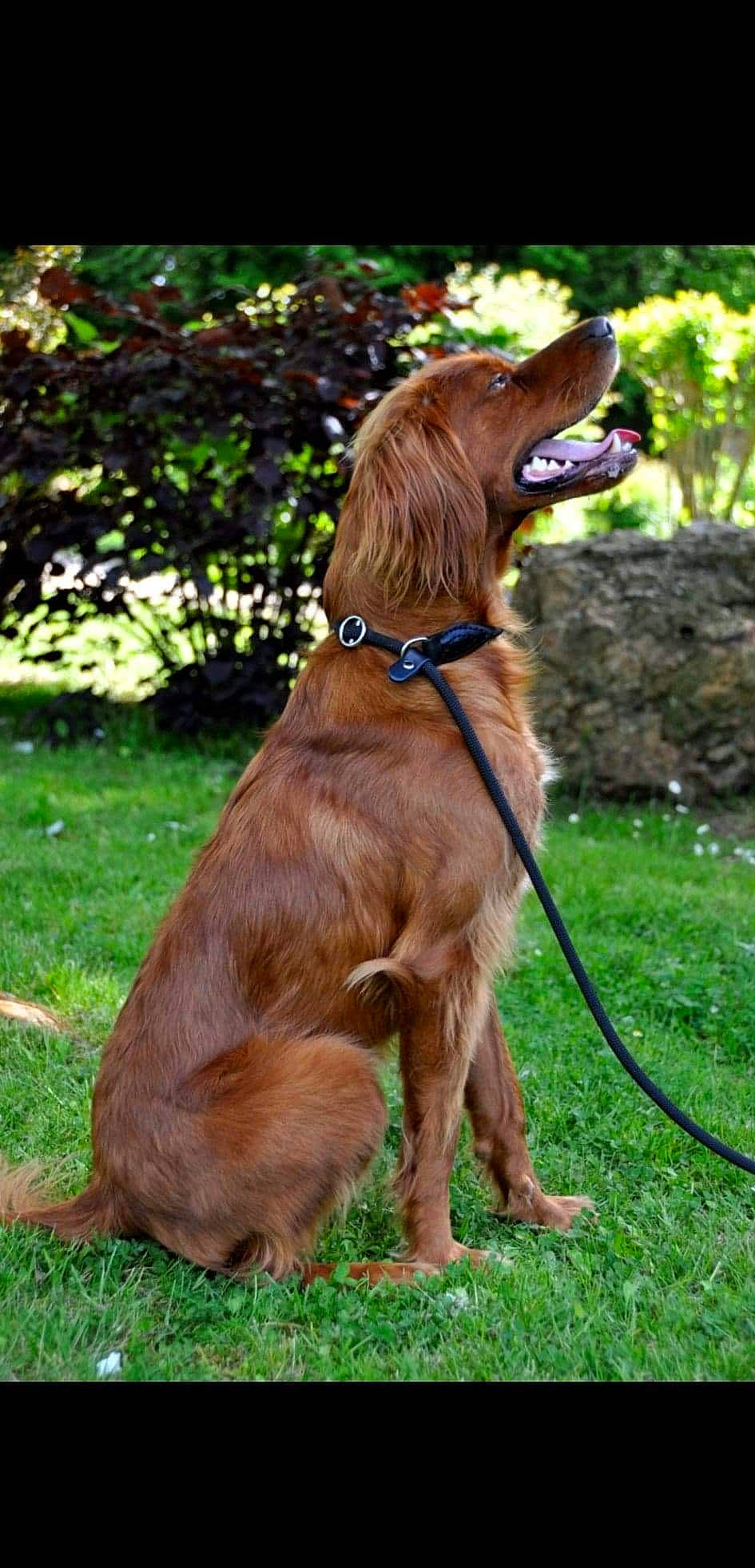 Nayko participe au concours pour gagner de l'argent avec cette photo : canidae, carnivore, cocker_spaniel, companion_dog, dog, dog_breed, dog_collar, german_longhaired_pointer, german_spaniel, irish_setter, leash, liver, mammal, nova_scotia_duck_tolling_retriever, picardy_spaniel, rare_breed_dog, setter, sporting_group, sussex_spaniel, vertebrate