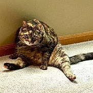 Queso is registered to the contest to win money with this photo: cat, tabby, pet, animal, carpet, indoor, feline, sitting, stretching, whiskers, ears, tail, curious, fur, relaxed, home, light, wall, wood_trim, paw