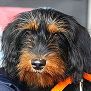 Nugget participe au concours pour gagner de l'argent avec cette photo : dog, close_up, portrait, black, brown, fur, eyes, nose, whiskers, harness, orange, pet, animal, indoor, curious, scruffy, canine, soft_background, focus, domestic