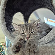 Adonis participe au concours pour gagner de l'argent avec cette photo : animal, blurry_background, cat, cat_tree, christmas_tree, close_up, cozy, cute, domestic, feline, furniture, gray_fur, holiday, indoor, kitten, paws, pet, resting, sleepy, soft_texture