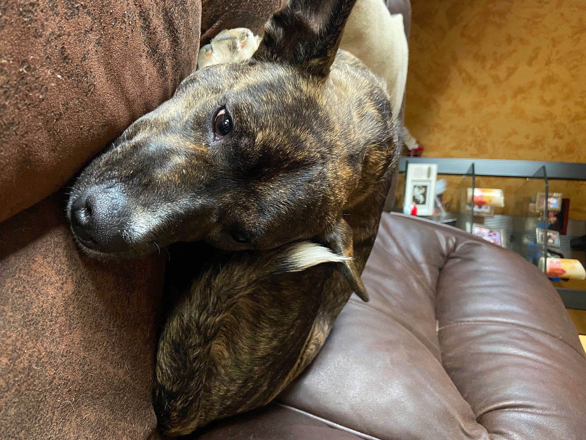 Zoey is registered to the contest to win money with this photo: canidae, carnivore, collar, comfort, companion_dog, dog, dog_breed, dog_collar, ear, fawn, fur, grey, guard_dog, metal, sighthound, snout, sporting_group, terrestrial_animal, whiskers, working_animal