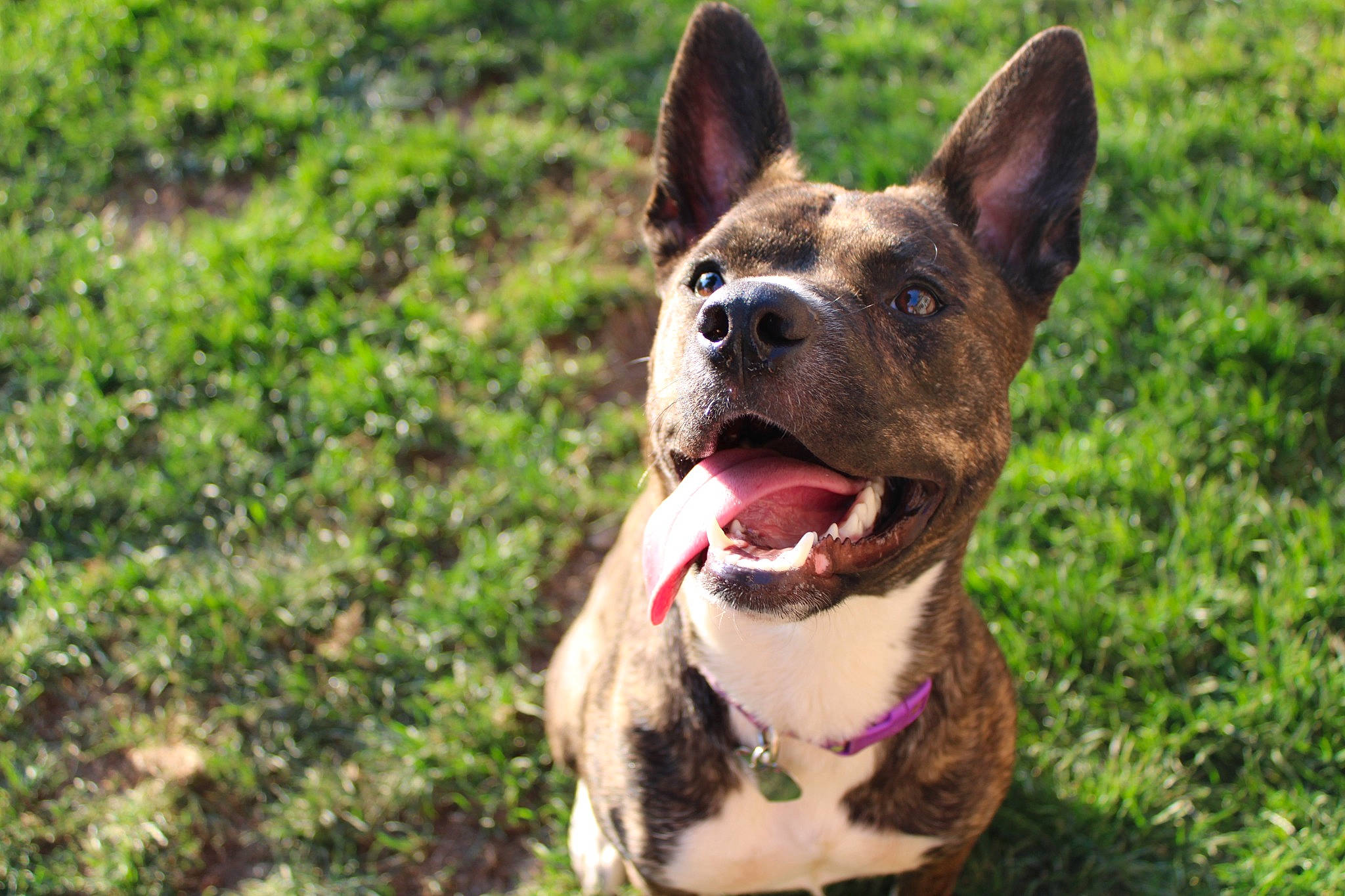 Zoey joined the competition — help win amazing prizes! ancient_dog_breeds, canidae, carnivore, collar, companion_dog, dog, dog_breed, dog_collar, fang, fawn, grass, liver, non_sporting_group, plant, snout, sporting_group, terrestrial_animal, whiskers, working_animal, working_dog