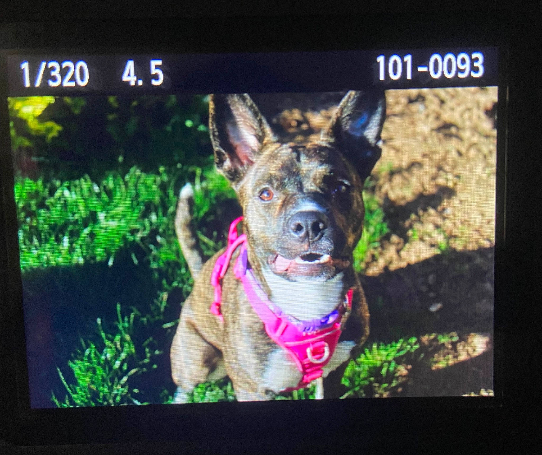 Zoey is registered to the contest to win money with this photo: canidae, carnivore, collar, companion_dog, dog, dog_breed, dog_collar, electric_blue, electronic_device, eye, fawn, font, grass, organism, photo_caption, plant, rectangle, snout, sporting_group, working_animal