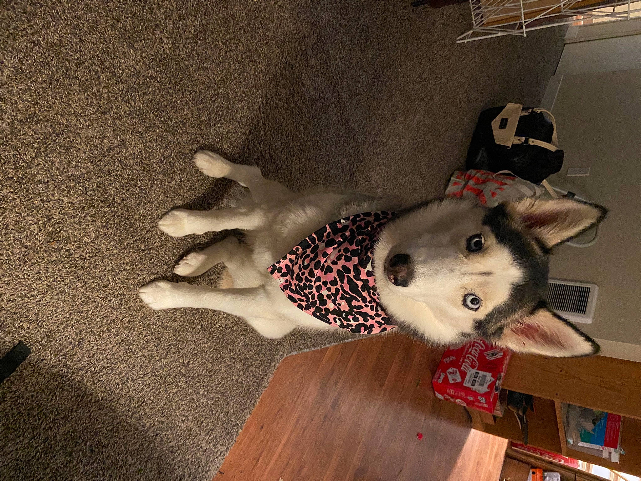 Mia is registered to the contest to win money with this photo: canidae, carmine, carnivore, dog_breed, fashion_accessory, fawn, flooring, fur, hardwood, headgear, helmet, non_sporting_group, plush, room, snout, sporting_group, stuffed_toy, table, toy, wood