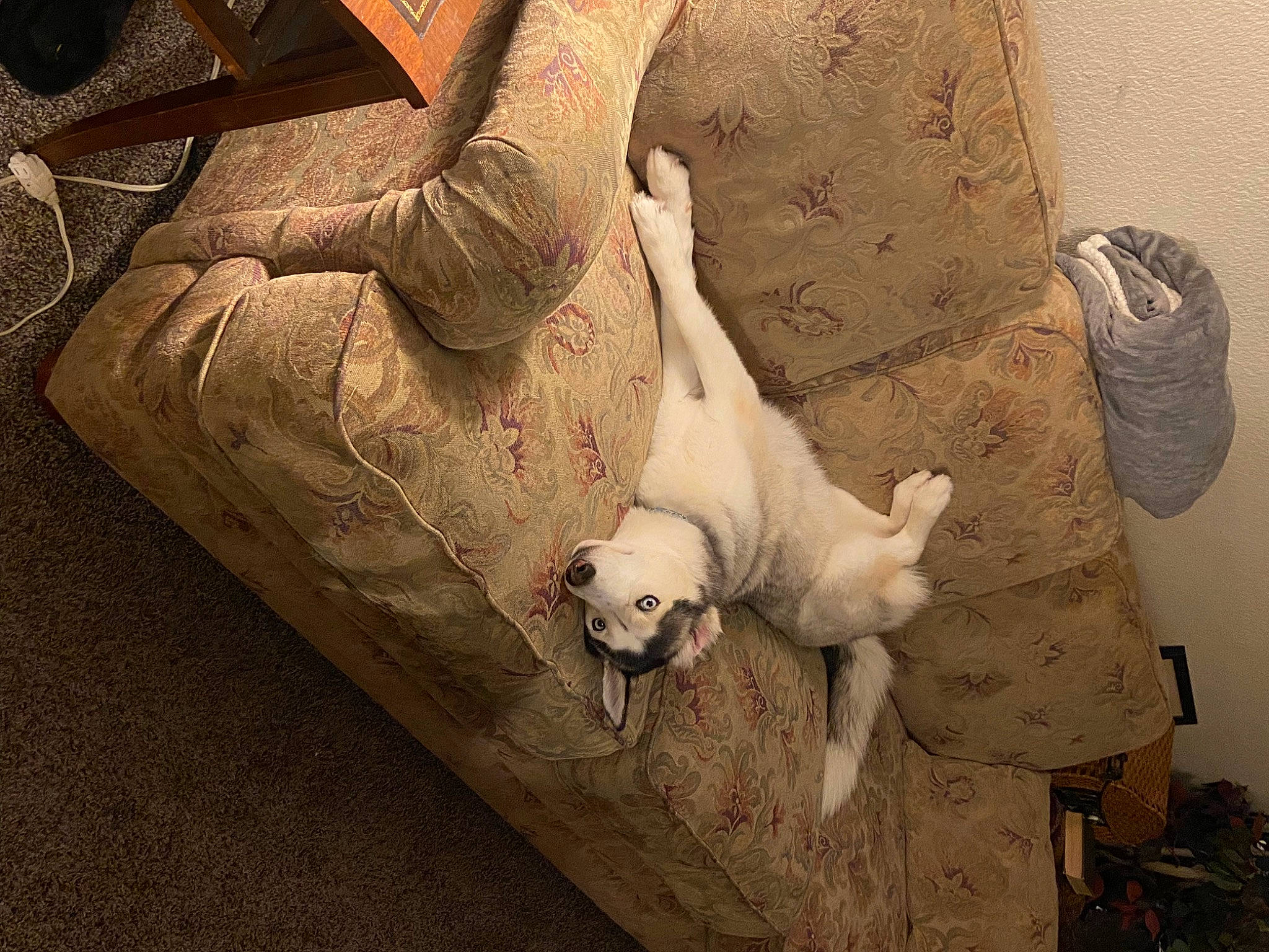 Mia is registered to the contest to win money with this photo: art, automotive_tire, carnivore, comfort, companion_dog, dog_breed, fawn, felidae, foot, fur, human_leg, knee, sculpture, small_to_medium_sized_cats, tail, toy, whiskers, wood, working_animal, wrist