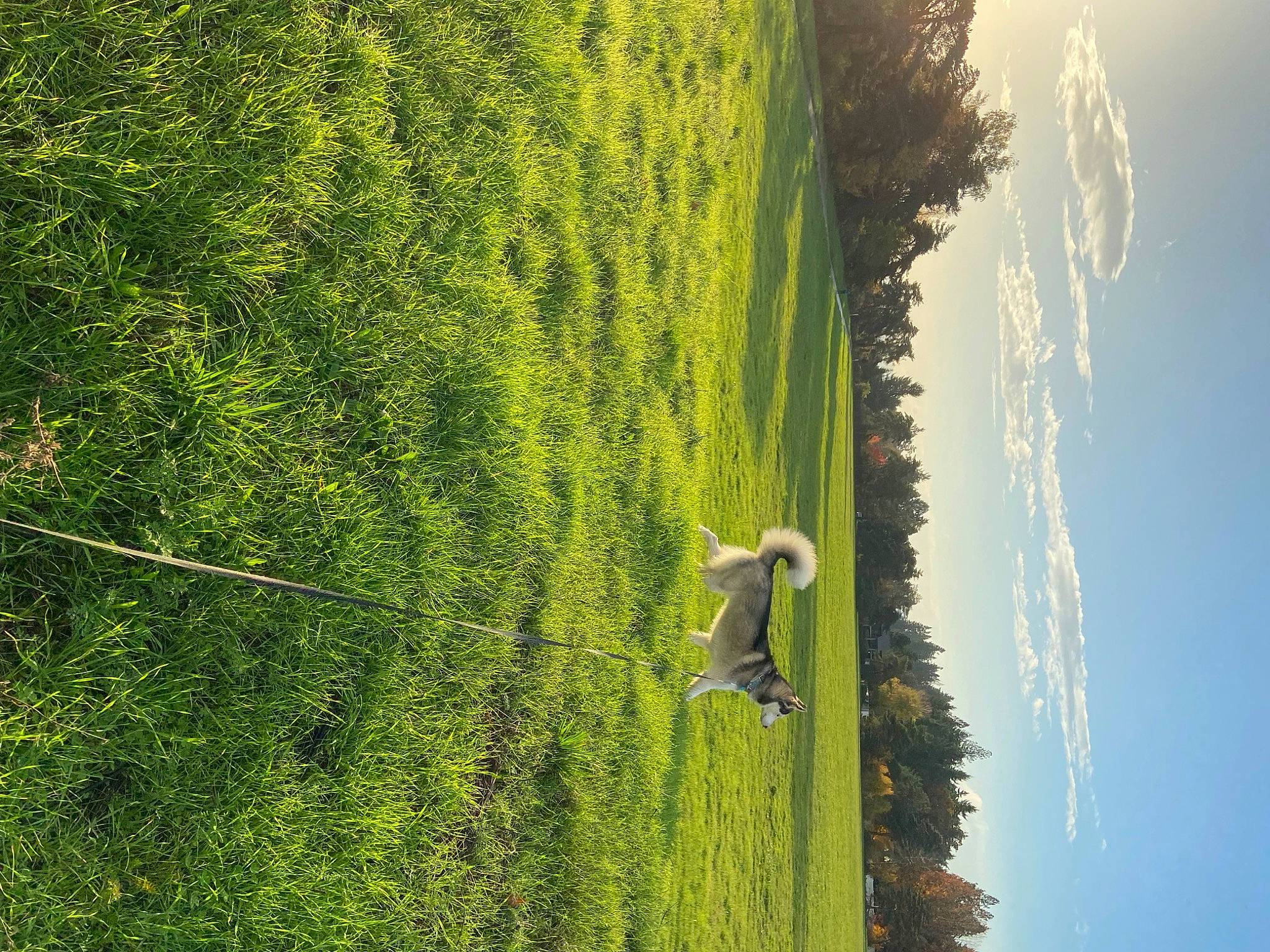 Mia joined the competition — help win amazing prizes! biome, branch, cloud, forest, grass, grass_family, landscape, leaf, natural_landscape, nature, people_in_nature, plant, sky, slope, terrestrial_plant, tree, trunk, vegetation, wood, woody_plant