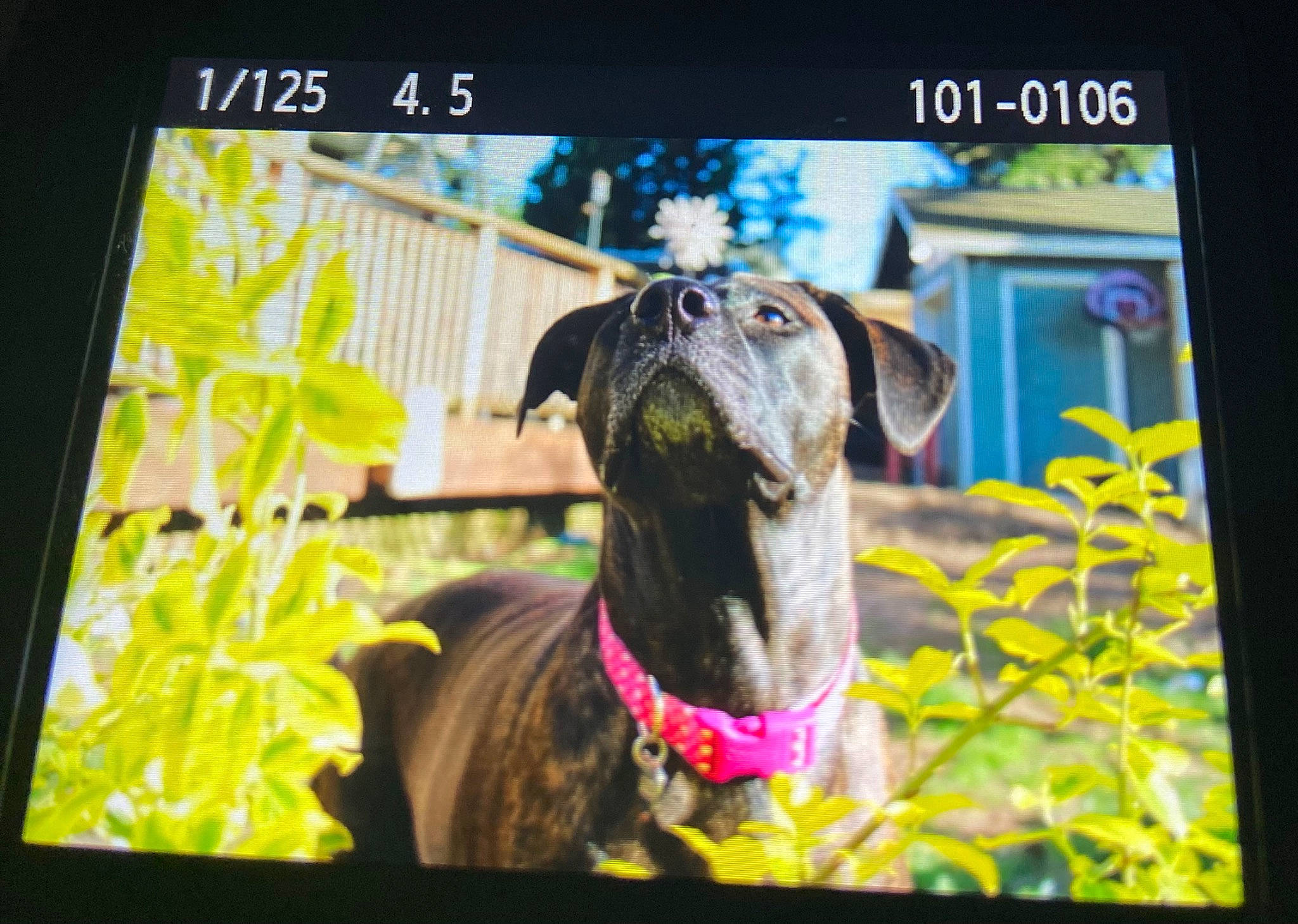 Lucy joined the competition — help win amazing prizes! advertising, carnivore, collar, companion_dog, display_device, dog, dog_breed, dog_collar, electronic_device, font, gadget, multimedia, pet_supply, photo_caption, plant, rectangle, snout, technology, working_animal, world