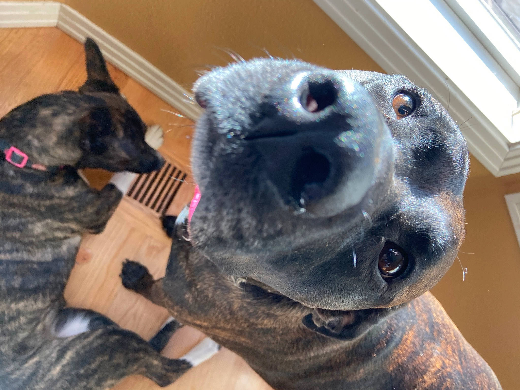 Lucy is registered to the contest to win money with this photo: ball, canidae, carnivore, collar, companion_dog, dog, dog_breed, ear, fawn, fur, paw, pet_supply, plush, snout, sporting_group, stuffed_toy, toy, whiskers, window, working_animal