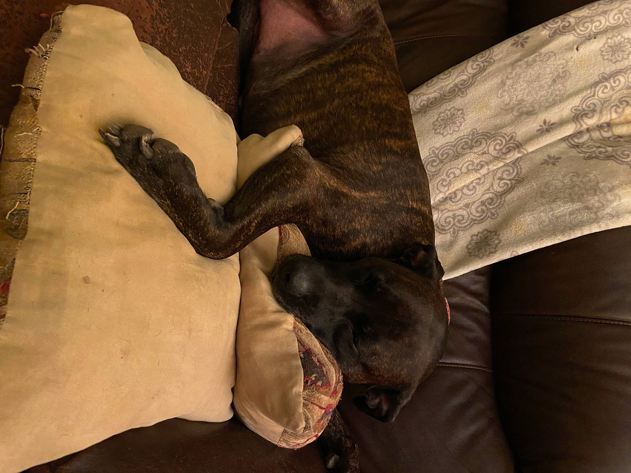 Lucy is registered to the contest to win money with this photo: art, comfort, denim, elephant, fashion_accessory, font, fur, gesture, human_leg, knee, linens, nail, pattern, sleeve, t_shirt, visual_arts, wood, working_animal, wrinkle, wrist