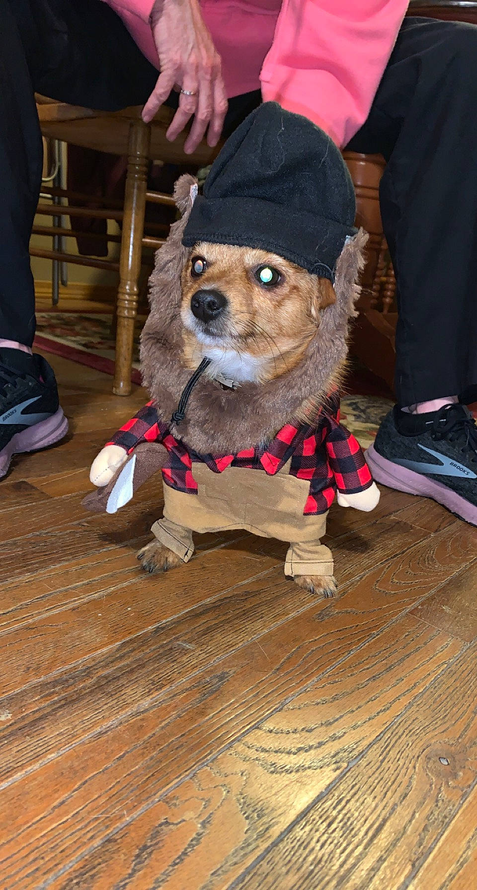 Cooper is registered to the contest to win money with this photo: carnivore, companion_dog, dog, dog_breed, dog_clothes, doll, eyewear, fawn, fictional_character, flooring, hardwood, hat, mascot, plush, shoe, sneakers, snout, stuffed_toy, toy, wood