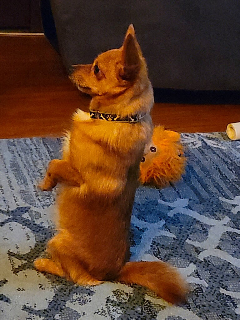 Cooper joined the competition — help win amazing prizes! canidae, carnivore, claw, companion_dog, dog, dog_breed, dog_supply, fawn, felidae, flooring, fur, paw, sporting_group, tail, terrestrial_animal, whiskers, window, winter, wood, working_animal