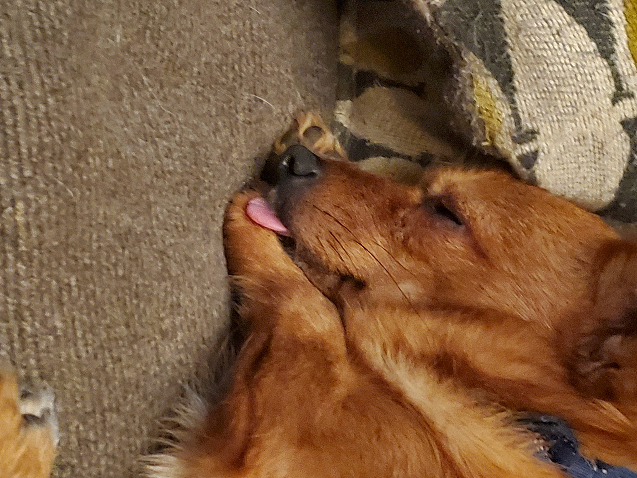 Cooper is registered to the contest to win money with this photo: big_cats, canidae, carnivore, claw, companion_dog, dog, dog_breed, fang, fawn, felidae, fur, jaw, lion, liver, paw, sporting_group, street_dog, terrestrial_animal, whiskers, working_animal