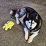 dog, husky, carpet, toy, indoor, pet, animal, chew_toy, relaxed, fur, paw, black_and_white, laying, cute, companion, domestic, friendly, playful, mammal, canine