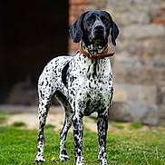 Tamara a rejoint le concours — aidez-le/la à gagner de superbes lots ! dog, canine, black_and_white, spotted, collar, grass, outdoor, animal, pet, standing, alert, muzzle, ears, fur, nature, stone_wall, brick_wall, background, portrait, daylight