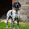 dog, canine, black_and_white, spotted, collar, grass, outdoor, animal, pet, standing, alert, muzzle, ears, fur, nature, stone_wall, brick_wall, background, portrait, daylight