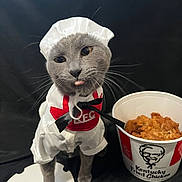 Kanye is registered to the contest to win money with this photo: cat, costume, chef_hat, chef_outfit, tongue_out, grey_cat, pet, animal, bucket, fried_chicken, kfc, food, black_background, playful, cute, portrait, indoor, funny, animal_costume, bow_tie