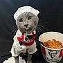 cat, costume, chef_hat, chef_outfit, tongue_out, grey_cat, pet, animal, bucket, fried_chicken, kfc, food, black_background, playful, cute, portrait, indoor, funny, animal_costume, bow_tie