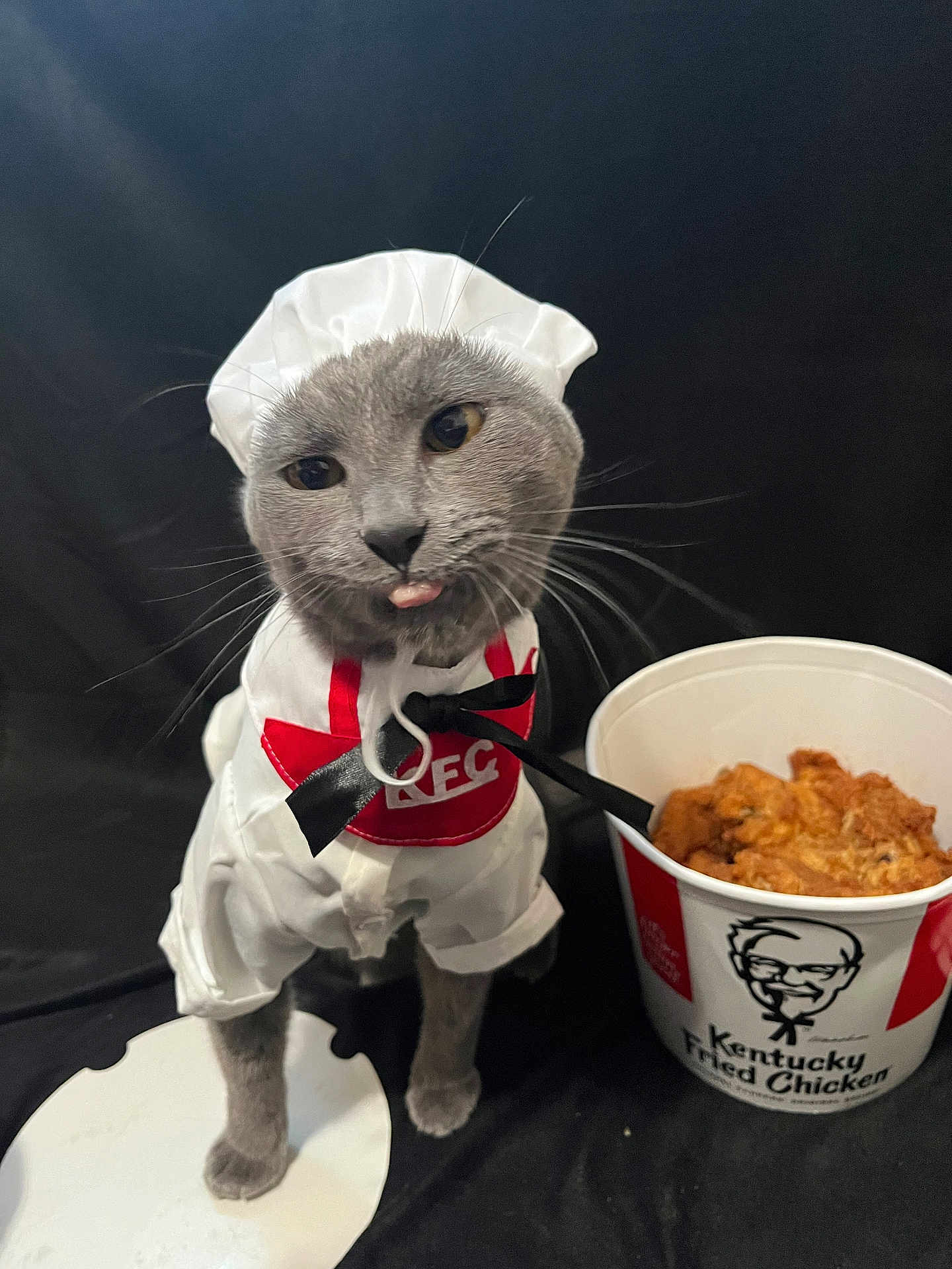 Kanye is registered to the contest to win money with this photo: cat, costume, chef_hat, chef_outfit, tongue_out, grey_cat, pet, animal, bucket, fried_chicken, kfc, food, black_background, playful, cute, portrait, indoor, funny, animal_costume, bow_tie