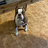 dog, boston_terrier, pet, animal, sitting, indoors, floor, wood, brown_and_white, short_hair, upright_ears, white_markings, portrait, looking_at_camera, cute, serious_expression, shadow, home, room, photography
