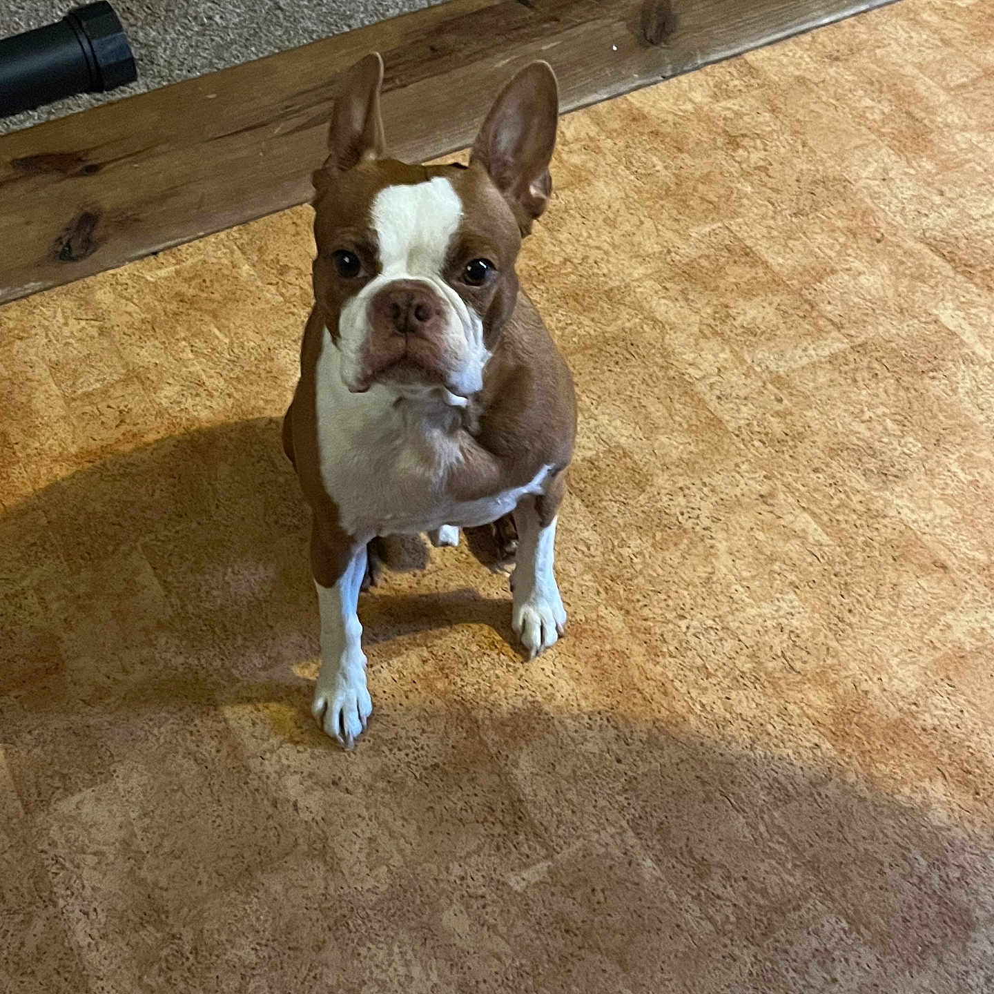 Rusty Or Rusty Roo joined the competition — help win amazing prizes! dog, boston_terrier, pet, animal, sitting, indoors, floor, wood, brown_and_white, short_hair, upright_ears, white_markings, portrait, looking_at_camera, cute, serious_expression, shadow, home, room, photography