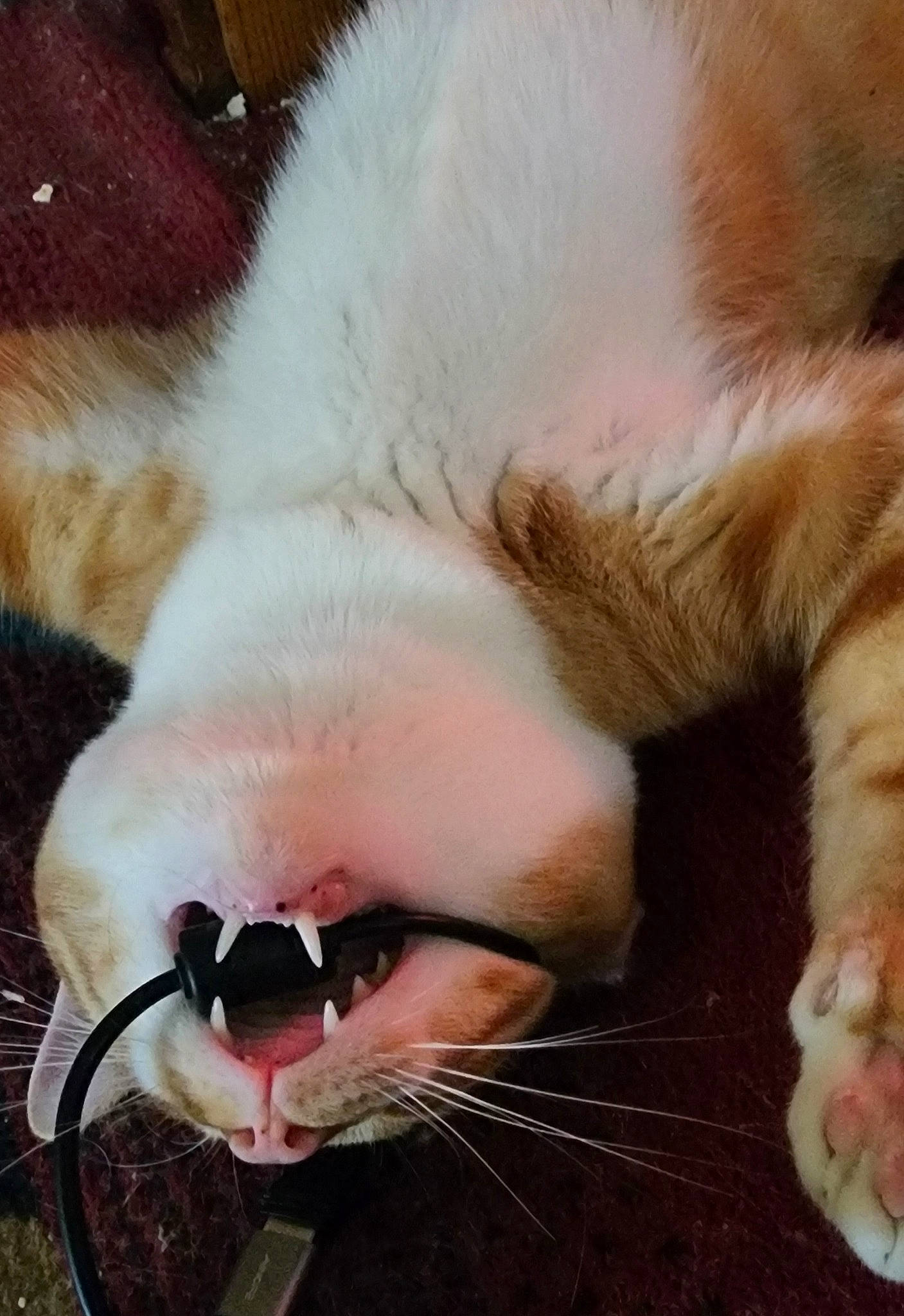 Chauncey is registered to the contest to win money with this photo: beard, carnivore, cat, claw, close_up, comfort, domestic_short_haired_cat, ear, fang, fawn, felidae, fur, nose, paw, small_to_medium_sized_cats, snout, tongue, tooth, whiskers, yawn