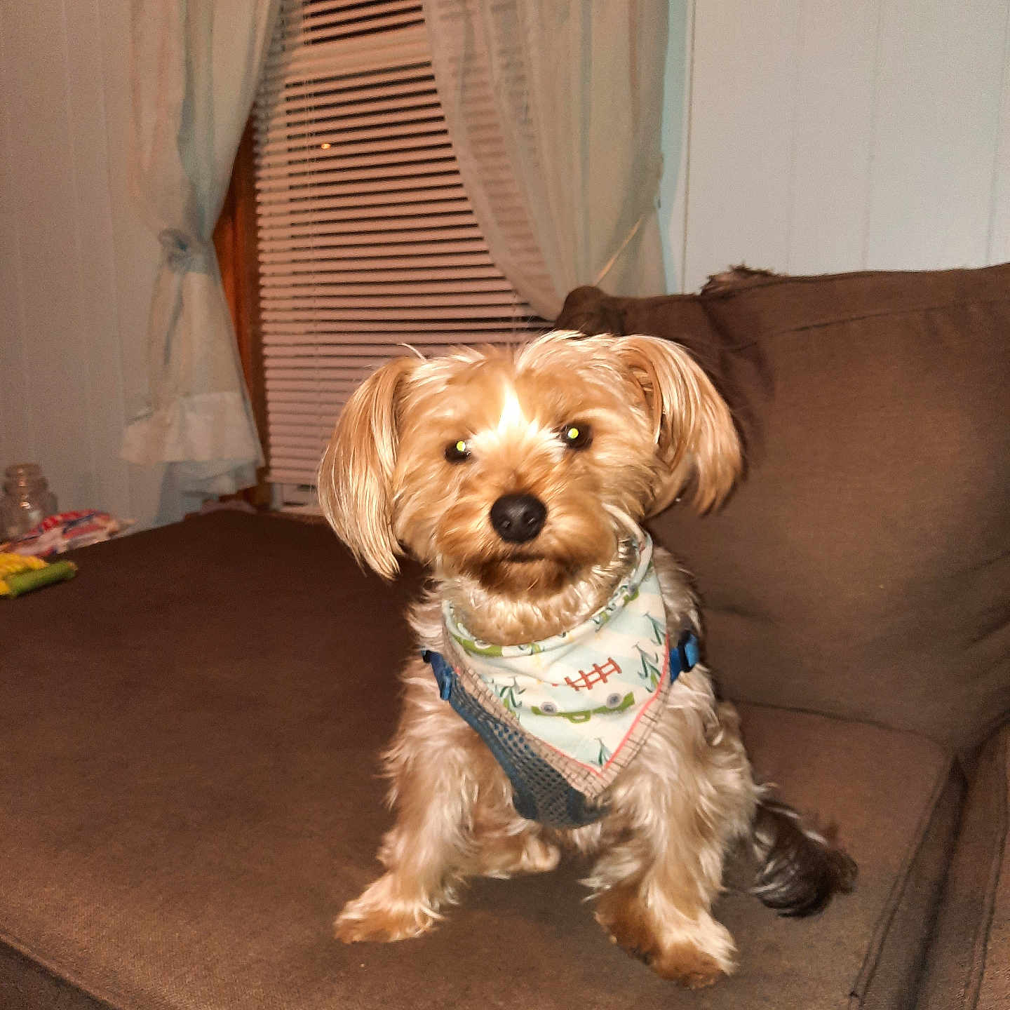 Charlie Boy is registered to the contest to win money with this photo: dog, small_dog, bandana, pet, indoor, couch, brown_couch, curtains, window_blinds, fur, animal, sitting, cute, domestic_animal, companion, looking, face, ears, living_room, home