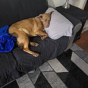 Kimber is registered to the contest to win money with this photo: dog, sleeping, couch, pillow, blanket, lamp, living_room, brown_dog, resting, pet, indoor, furniture, home, relaxing, cozy, carpet, decor, sleep, animal, quiet
